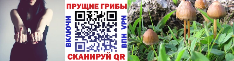Галлюциногенные грибы Magic Shrooms сайты даркнета формула Полярный